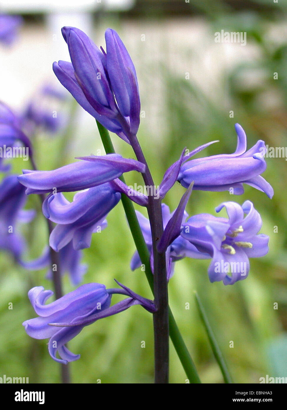 Atlantische Bluebell (Hyacinthoides non-Scripta, Endymion nicht-Scriptus, Scilla non-Scripta), Blütenstand Stockfoto