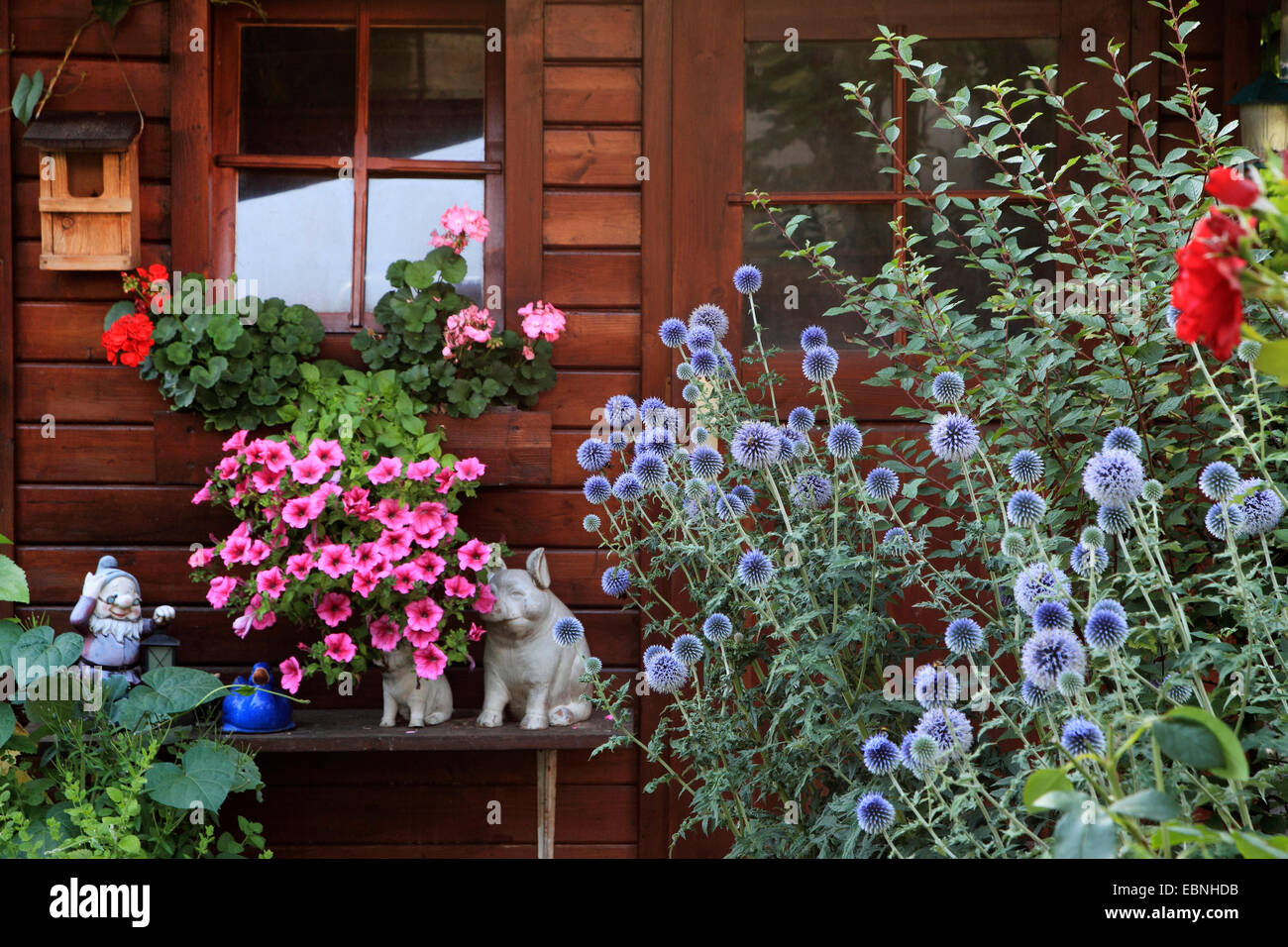 Petunien, Geranien und Globus Disteln auf ein Gartenhaus mit Schweinen und Gartenzwerg, Deutschland Stockfoto