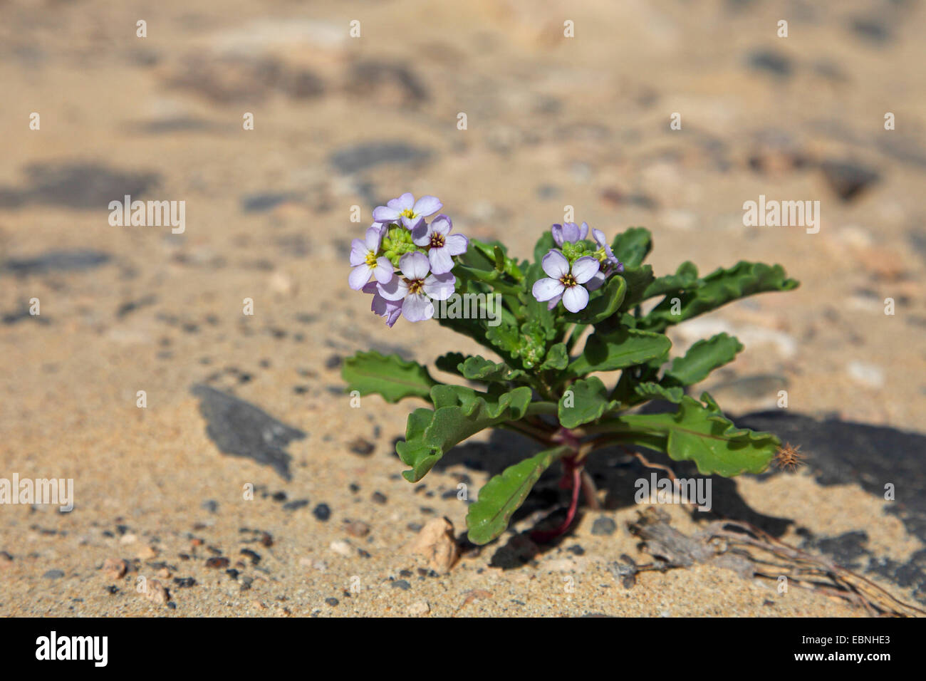 Europäischen Searocket, wächst Meer Rakete (Cakile Maritima), blühende Pflanze in den Sand, Kanarischen Inseln, Fuerteventura Stockfoto