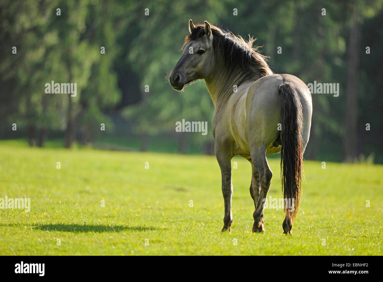 Tarpan (Equus Ferus Gmelini, Equus Gmelini), stehend auf einer Wiese, Deutschland Stockfoto