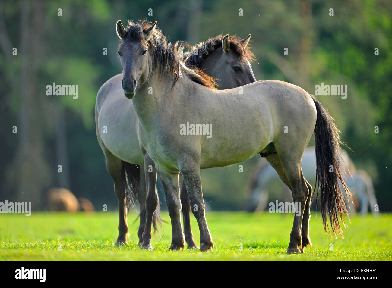 Tarpan (Equus Ferus Gmelini, Equus Gmelini), Tarpane stehen auf einer Wiese, Deutschland Stockfoto