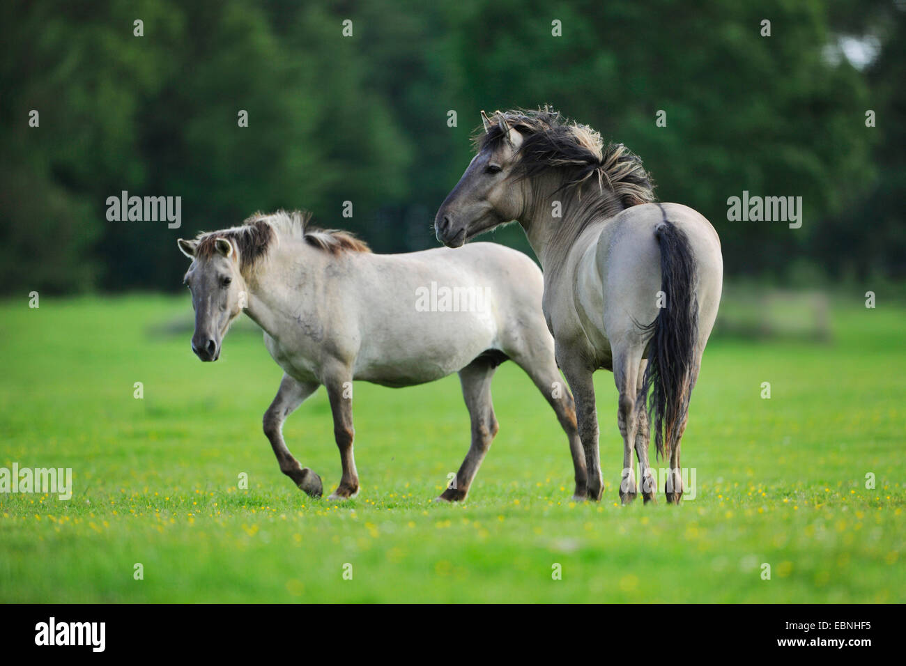 Tarpan (Equus Ferus Gmelini, Equus Gmelini), zwei Tarpane auf einer Wiese, Deutschland Stockfoto