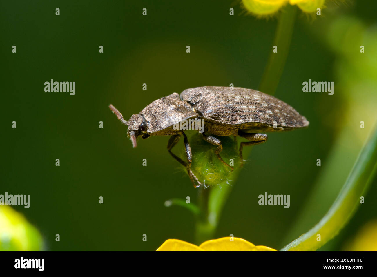 Mousegrey Klick Käfer (Agrypnus Murinus), sitzen auf einer Pflanze, Deutschland Stockfoto