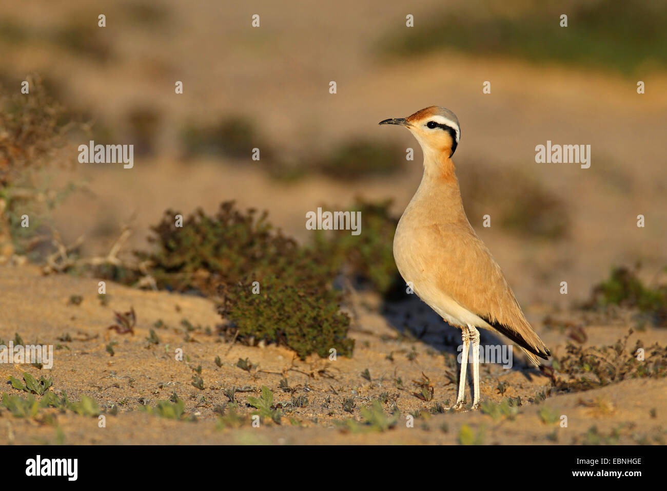 cremefarbene Renner (Cursorius Cursor), steht in Halbwüste in der Morgen Sonne, Kanarischen Inseln, Fuerteventura Stockfoto