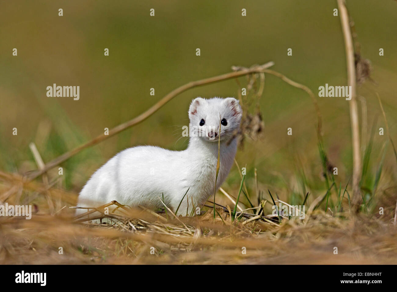 Hermelin, Hermelin (Mustela Erminea), im Winterfell auf einer Wiese