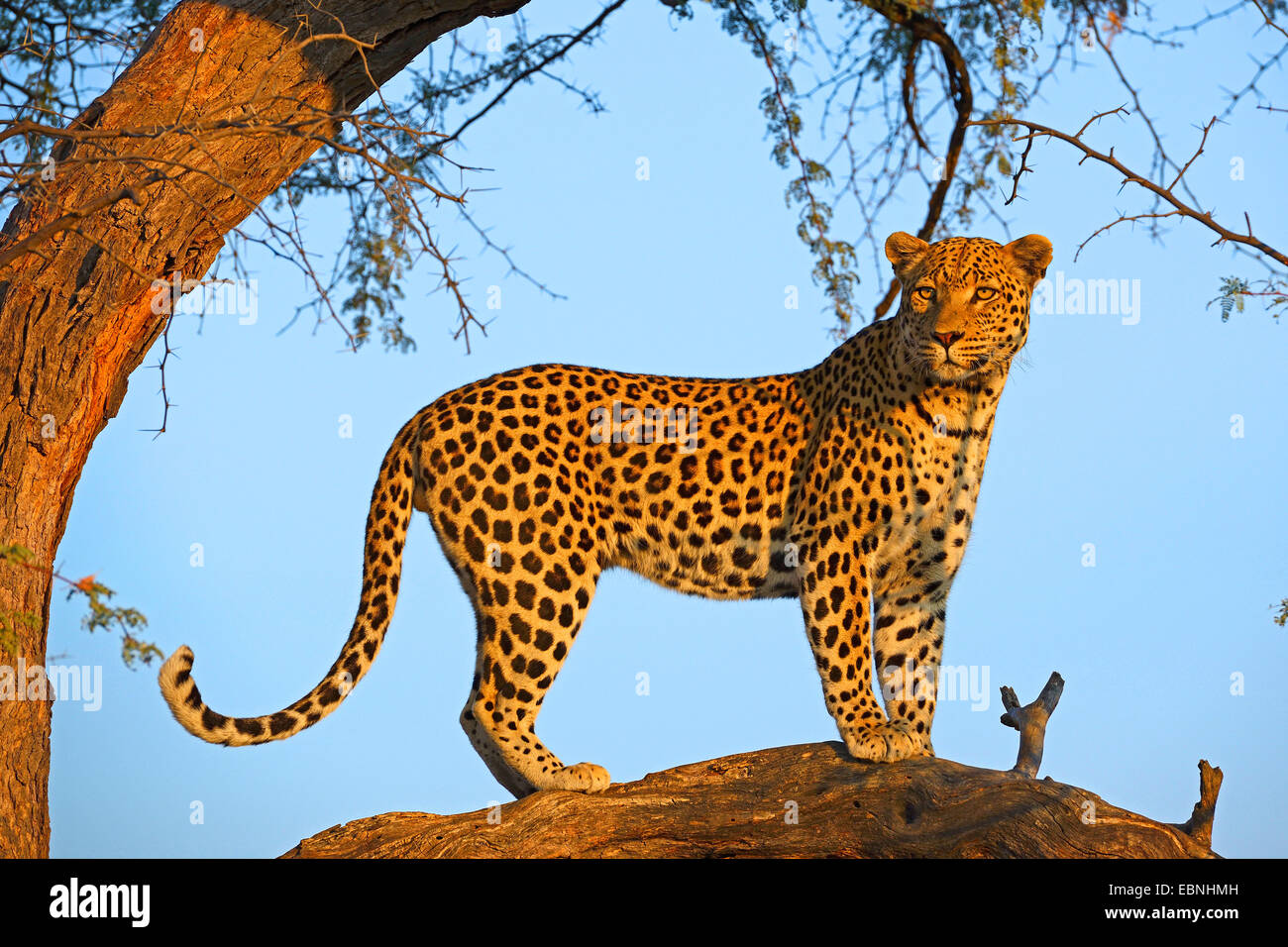 Leopard (Panthera Pardus), Blick von einem Baum, Namibia, Khomas Stockfoto
