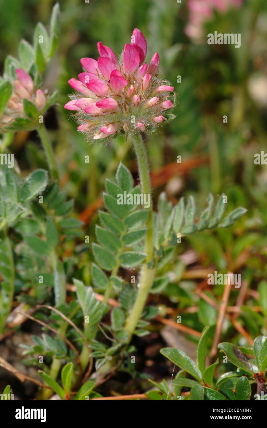 Berg Niere Wicke (Anthylis Montana), blühen Stockfoto