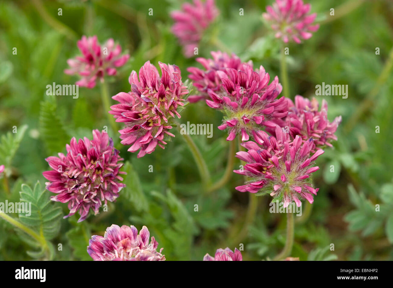 Berg Niere Wicke (Anthylis Montana), blühen Stockfoto