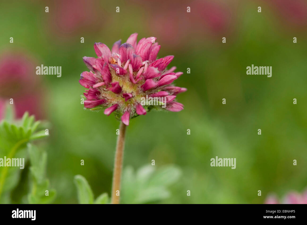 Berg Niere Wicke (Anthylis Montana), blühen Stockfoto