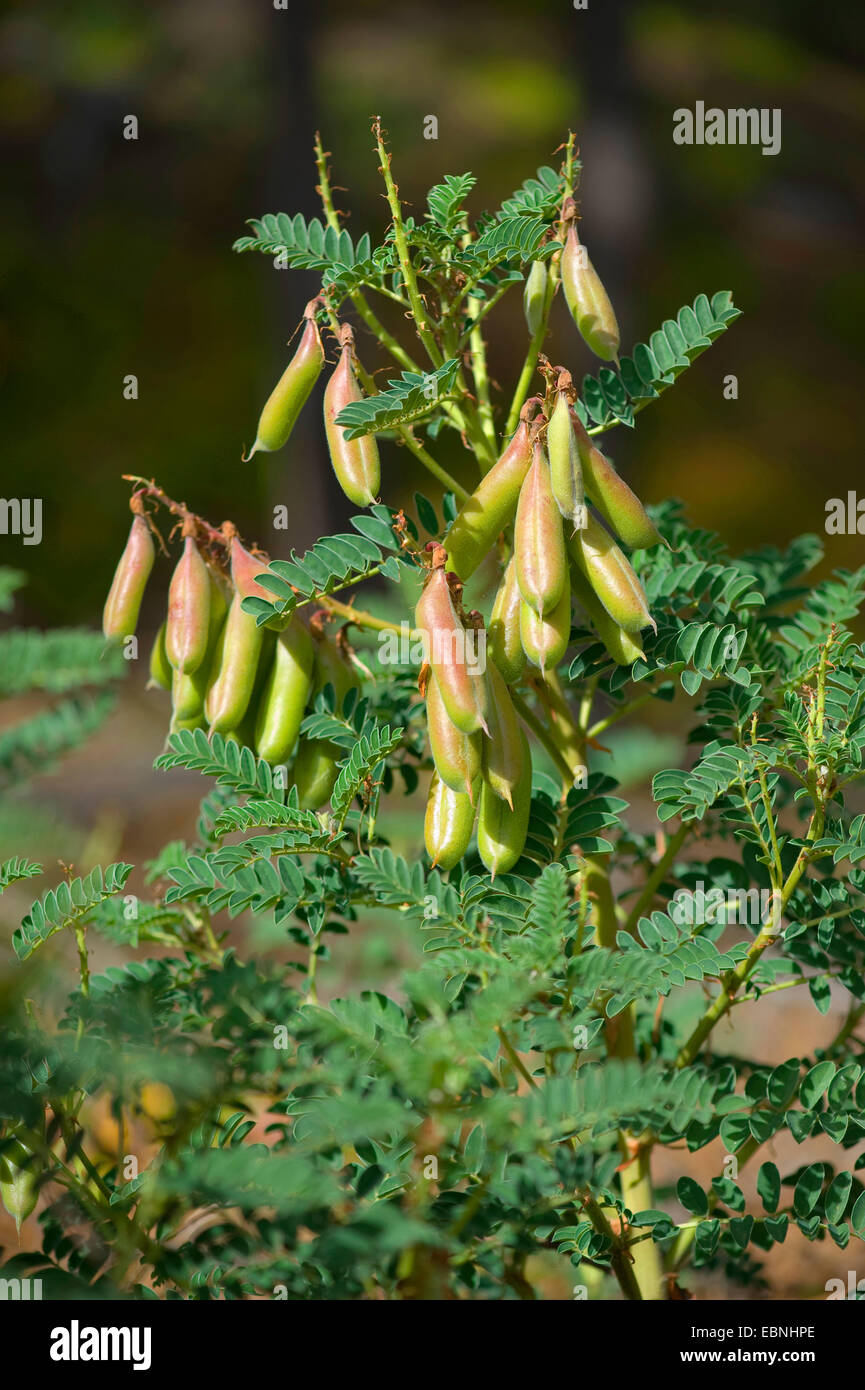 Iberische Milch-Wicke (Astragalus Lusitanicus) Fruchtkörper branch Stockfoto