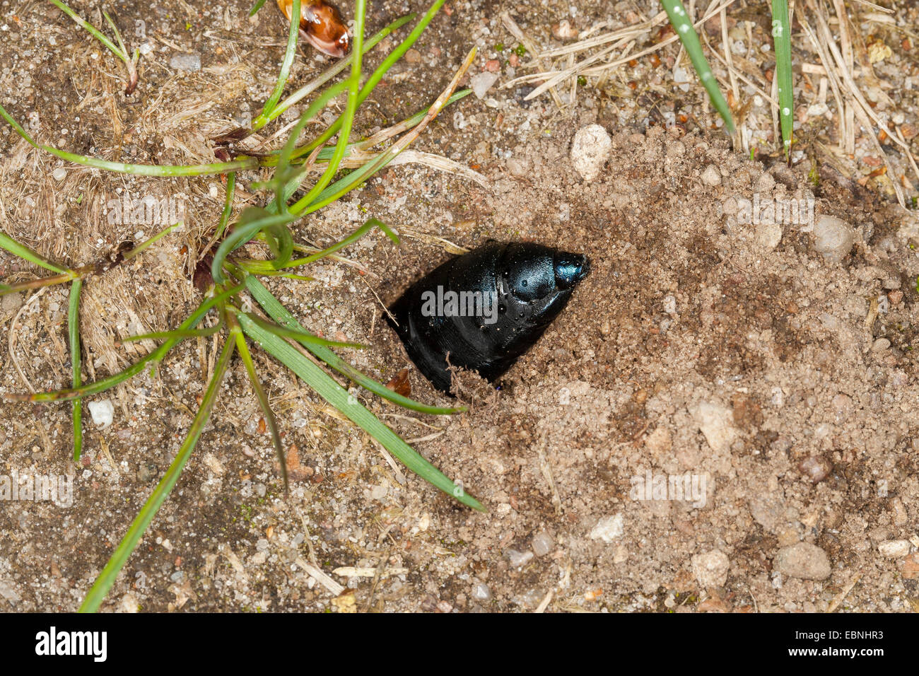 Öl-Käfer, schwarzes Öl Käfer (Meloe proscarabaeus), Weiblich, Graben Stockfoto