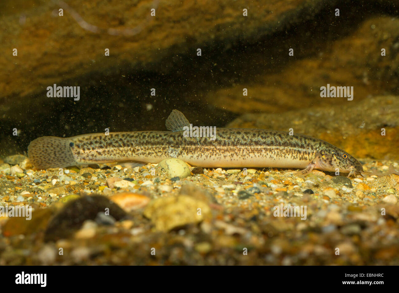 Japanisches Weatherfish (Misgurnus Anguillicaudatus), Weiblich, Deutschland, Bayern, Inn, Rosenheim Stockfoto