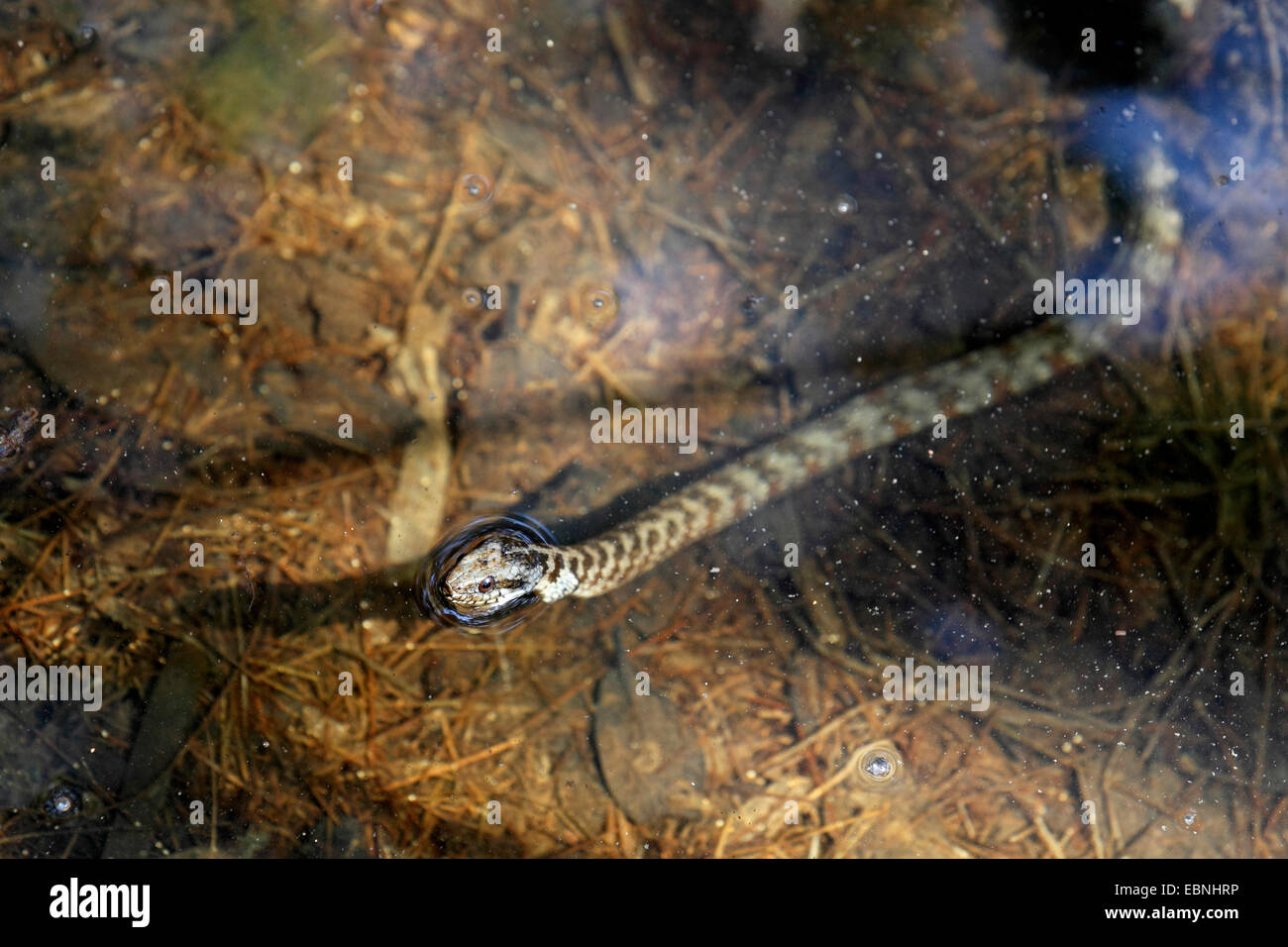 Gebänderten Wasserschlange (Nerodia Fasciata), snake unter Wasser liegen und Blick auf die Oberfläche des Wassers, USA, Florida Stockfoto