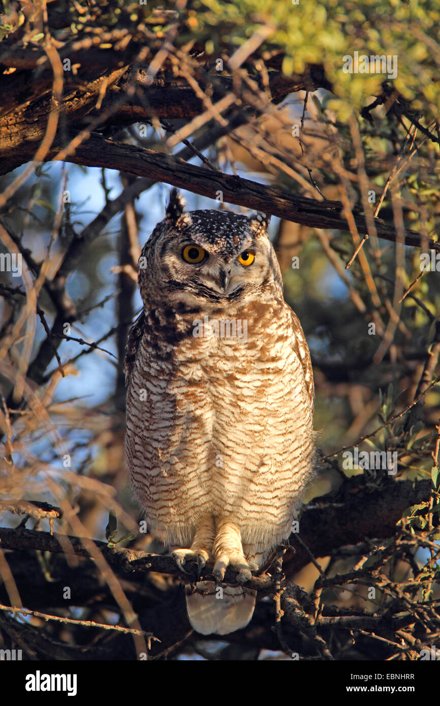 Uhu (Bubo Africanus), sitzt in einem Baum in der Morgen Sonne, Südafrika Kgalagadi Transfrontier National Park gesichtet Stockfoto