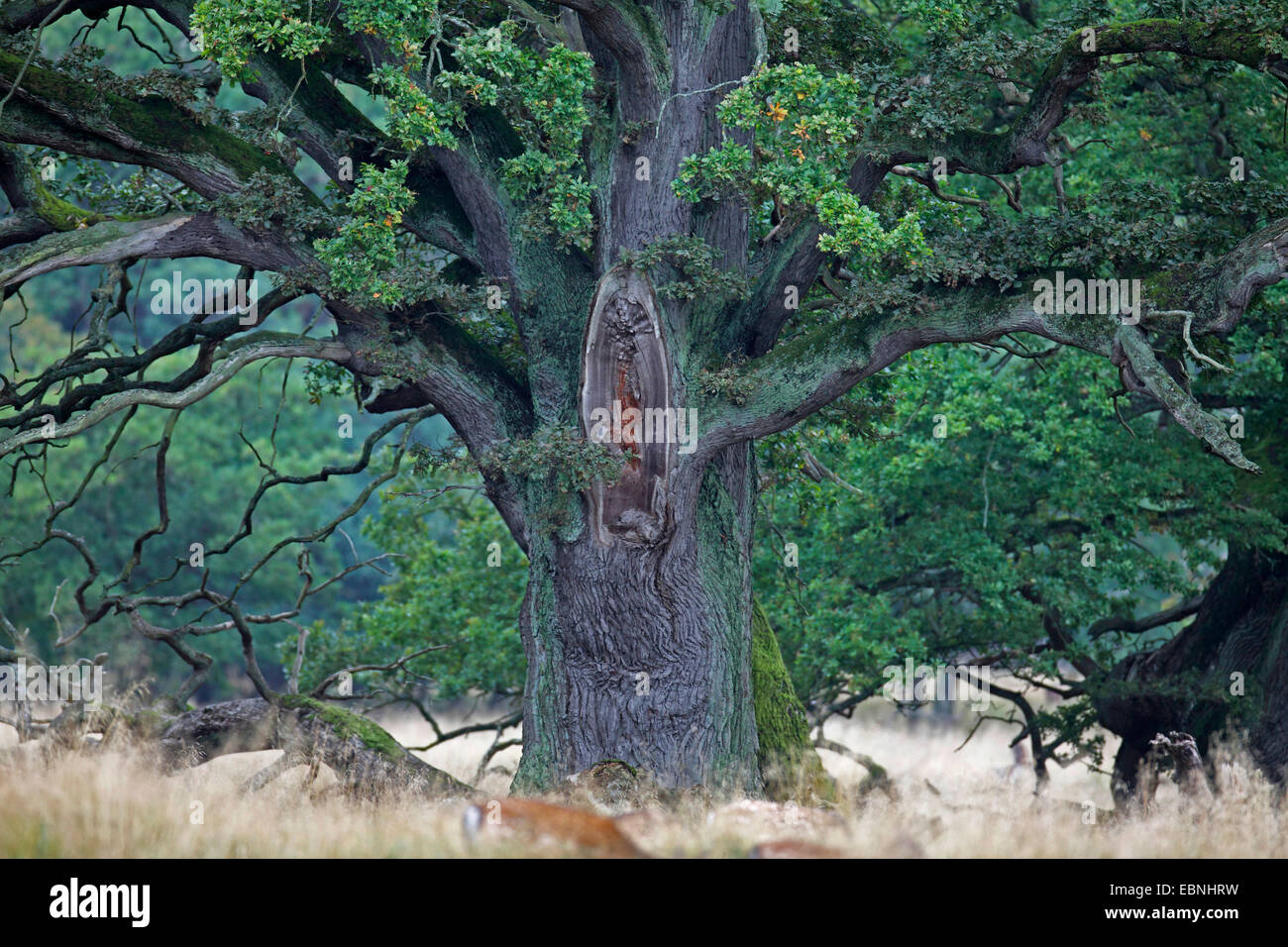 Stieleiche, pedunculate Eiche, Stieleiche (Quercus Robur), alten Baum, Dänemark, Jaegersborg Park, Copenhagen Stockfoto