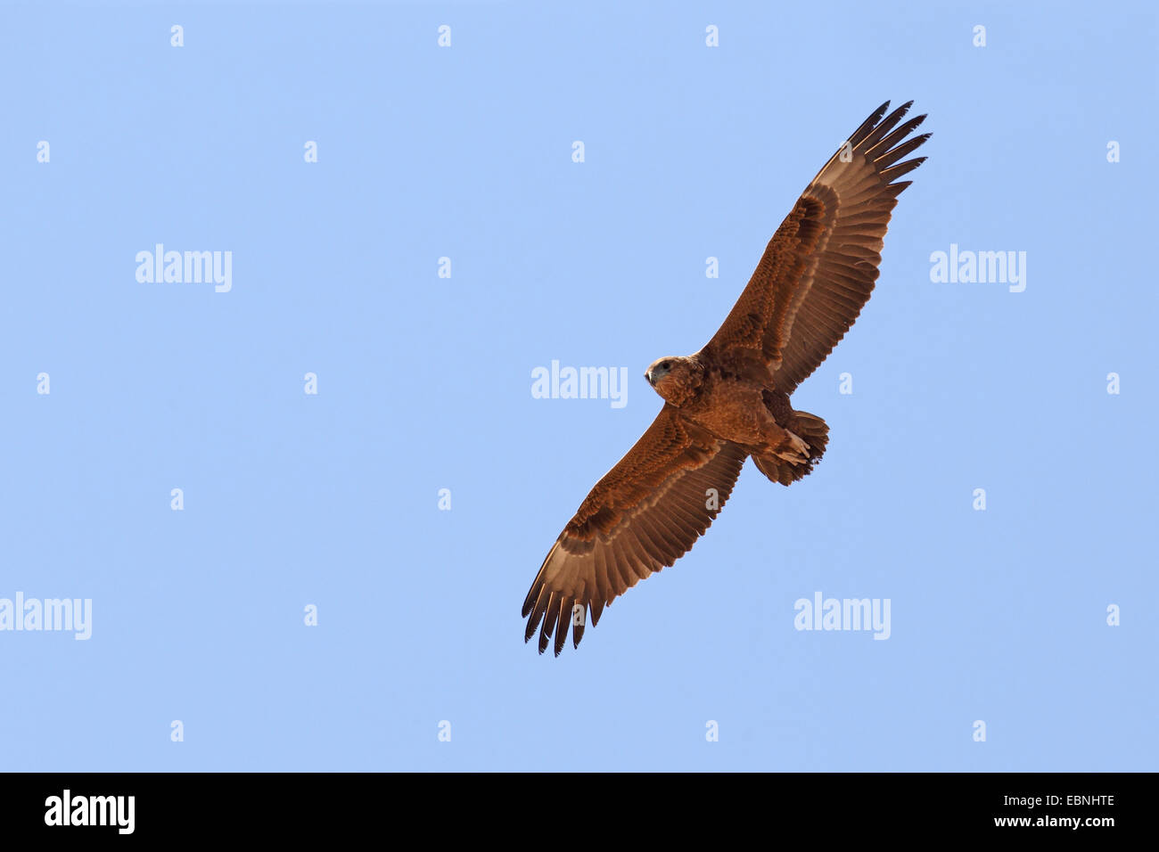 Bateleur, Bateleur Adler (Terathopius Ecaudatus), fliegen Bateleur in unreifen Gefieder, Südafrika, Kgalagadi Transfrontier National Park Stockfoto