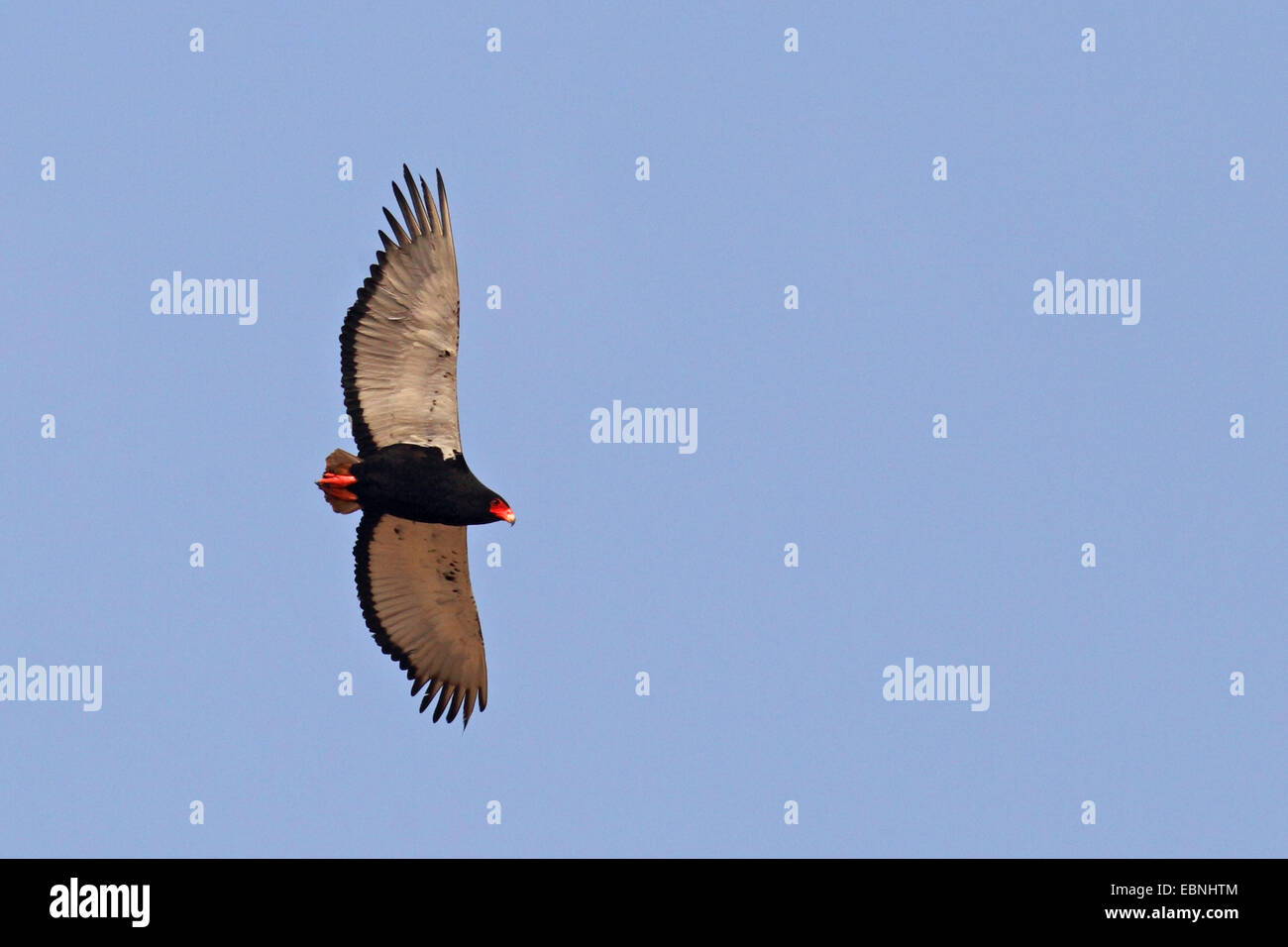 Bateleur, Bateleur Adler (Terathopius Ecaudatus), Weiblich, Südafrika Kgalagadi Transfrontier Nationalpark fliegen Stockfoto