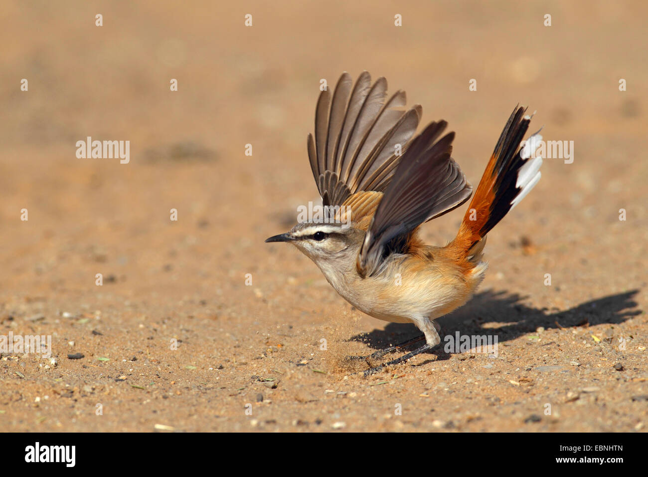 Kalahari Scheuern Robin (Cercotrichas Paena), auf dem Boden stehen und schlagen mit den Flügeln, Südafrika, Kgalagadi Transfrontier National Park Stockfoto