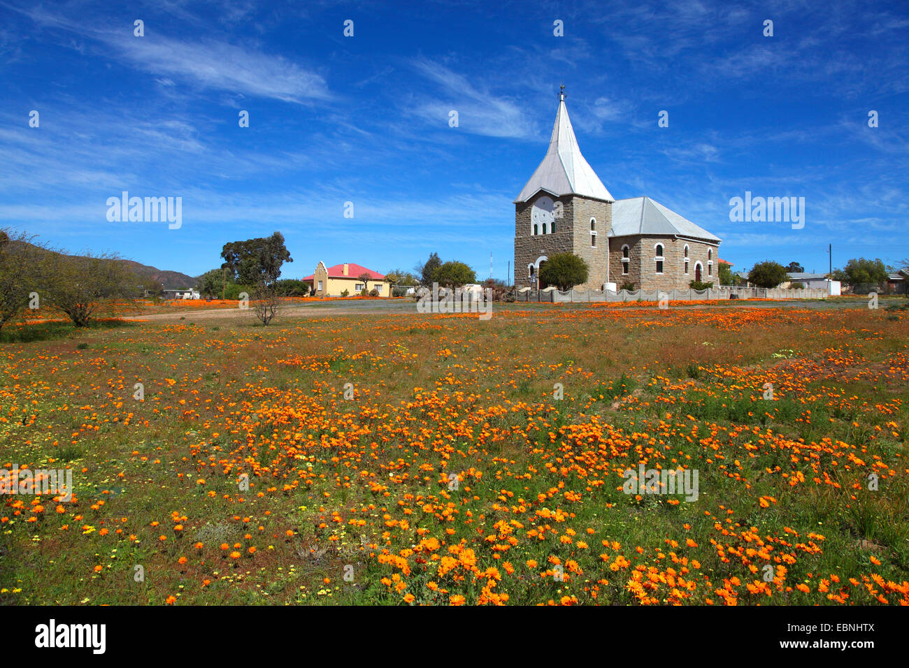 Namaqualand Daisy, Kap-Ringelblume (Dimorphotheca Sinuata), Wiese von Namaqualand Daisys in Kamieskroon vor der Kirche, Südafrika, Northern Cape, Kamieskroon Stockfoto