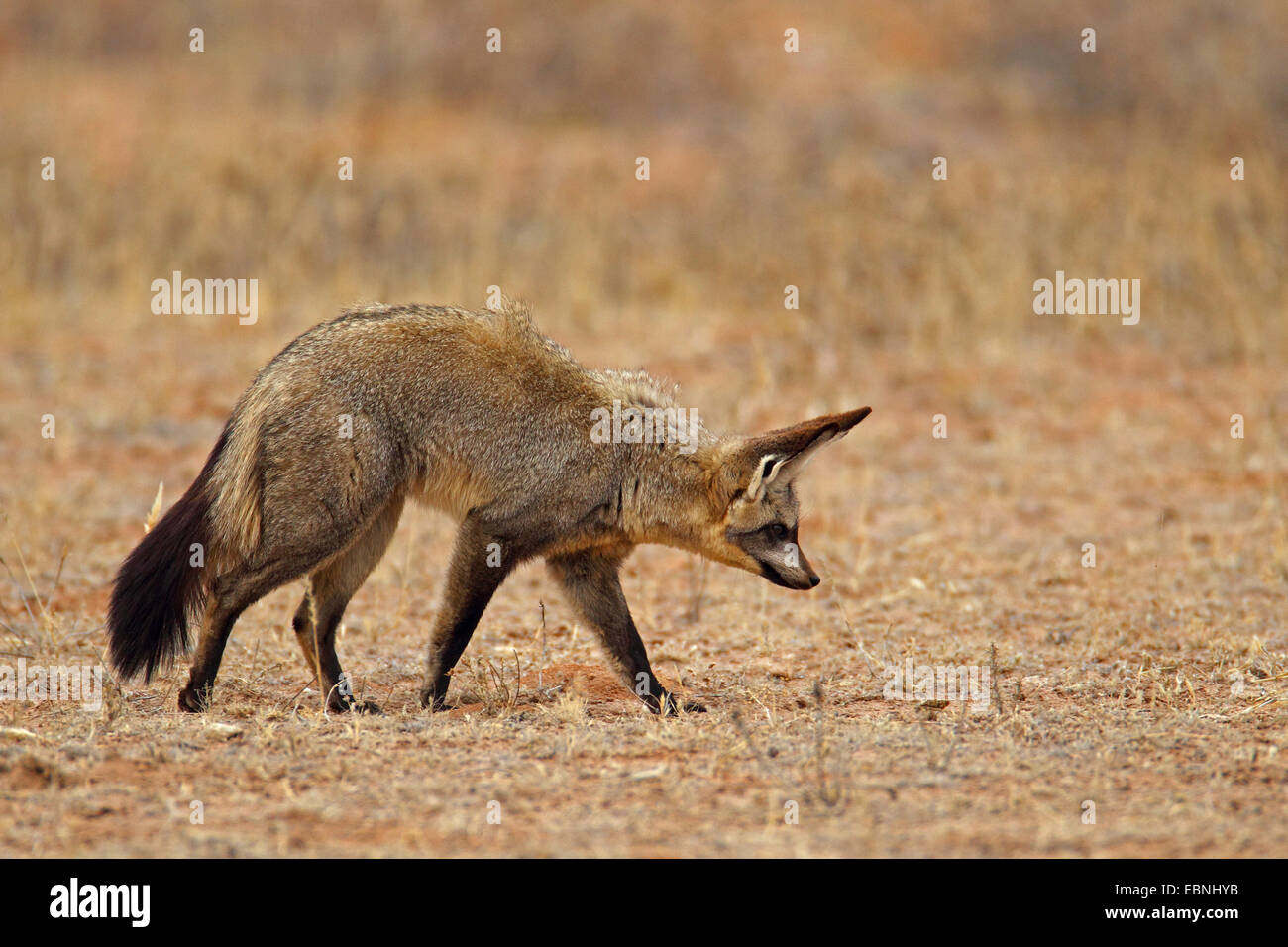 Hieb-eared Fuchs (Otocyon Megalotis), die auf der Suche nach Nahrung auf den Boden, Südafrika, Kgalagadi Transfrontier National Park Stockfoto