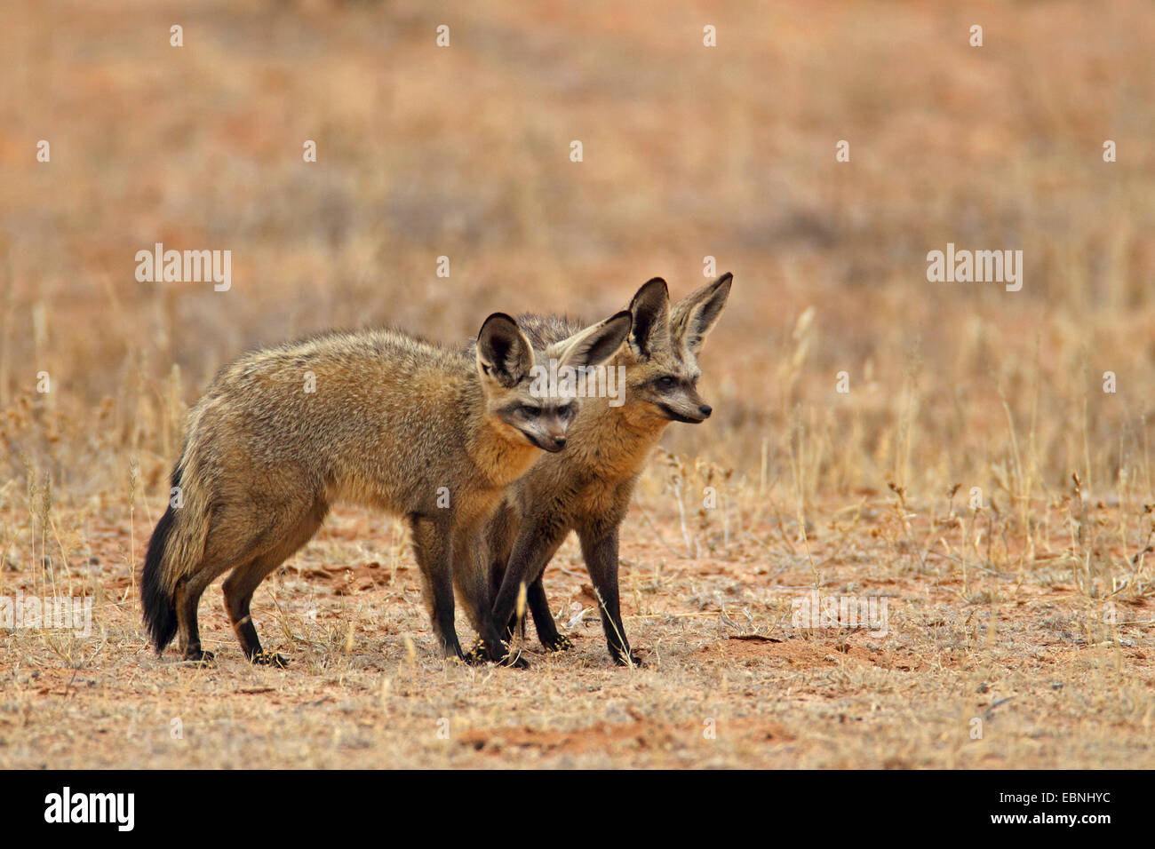 Hieb-eared Fuchs (Otocyon Megalotis), paar, Südafrika, Kgalagadi Transfrontier National Park Stockfoto