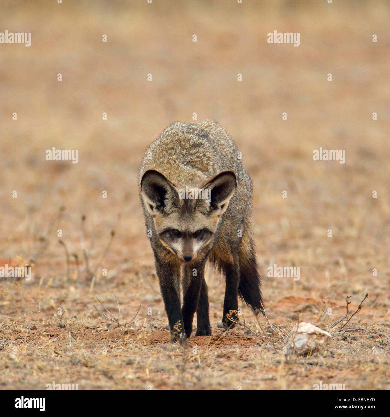 Hieb-eared Fuchs (Otocyon Megalotis), die auf der Suche nach Nahrung auf den Boden, Südafrika, Kgalagadi Transfrontier National Park Stockfoto