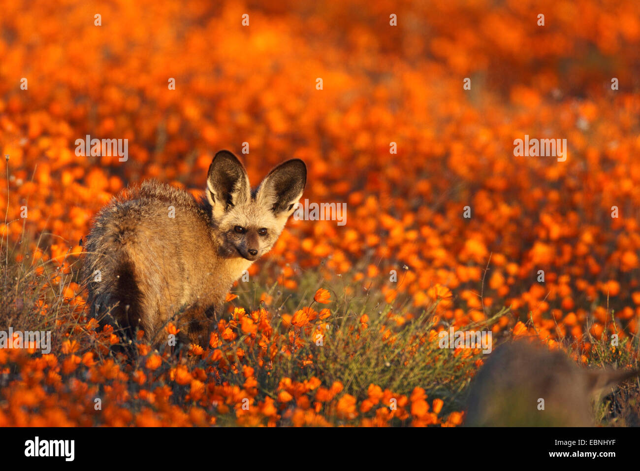 Hieb-eared Fuchs (Otocyon Megalotis), steht auf einer Wiese des Daisys, Südafrika, Namaqua Nationalparks Stockfoto