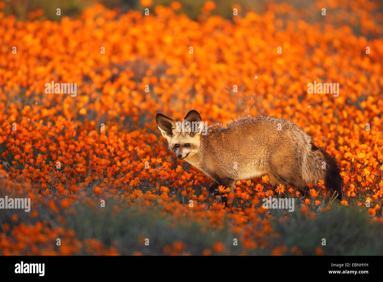 Hieb-eared Fuchs (Otocyon Megalotis), sucht nach Essen auf einer Wiese des Daisys, Südafrika, Namaqua Nationalparks Stockfoto