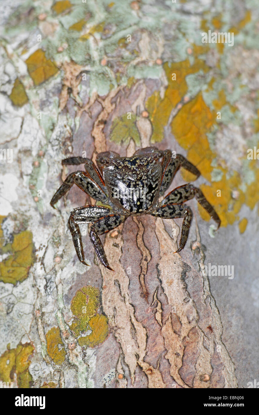 Mangroven-Baum-Krabbe, Mangroven Krabben (Aratus Pisonii), sitzt auf dem Stamm von einem Mangroven-Baum, USA, Florida, Merritt Island Stockfoto