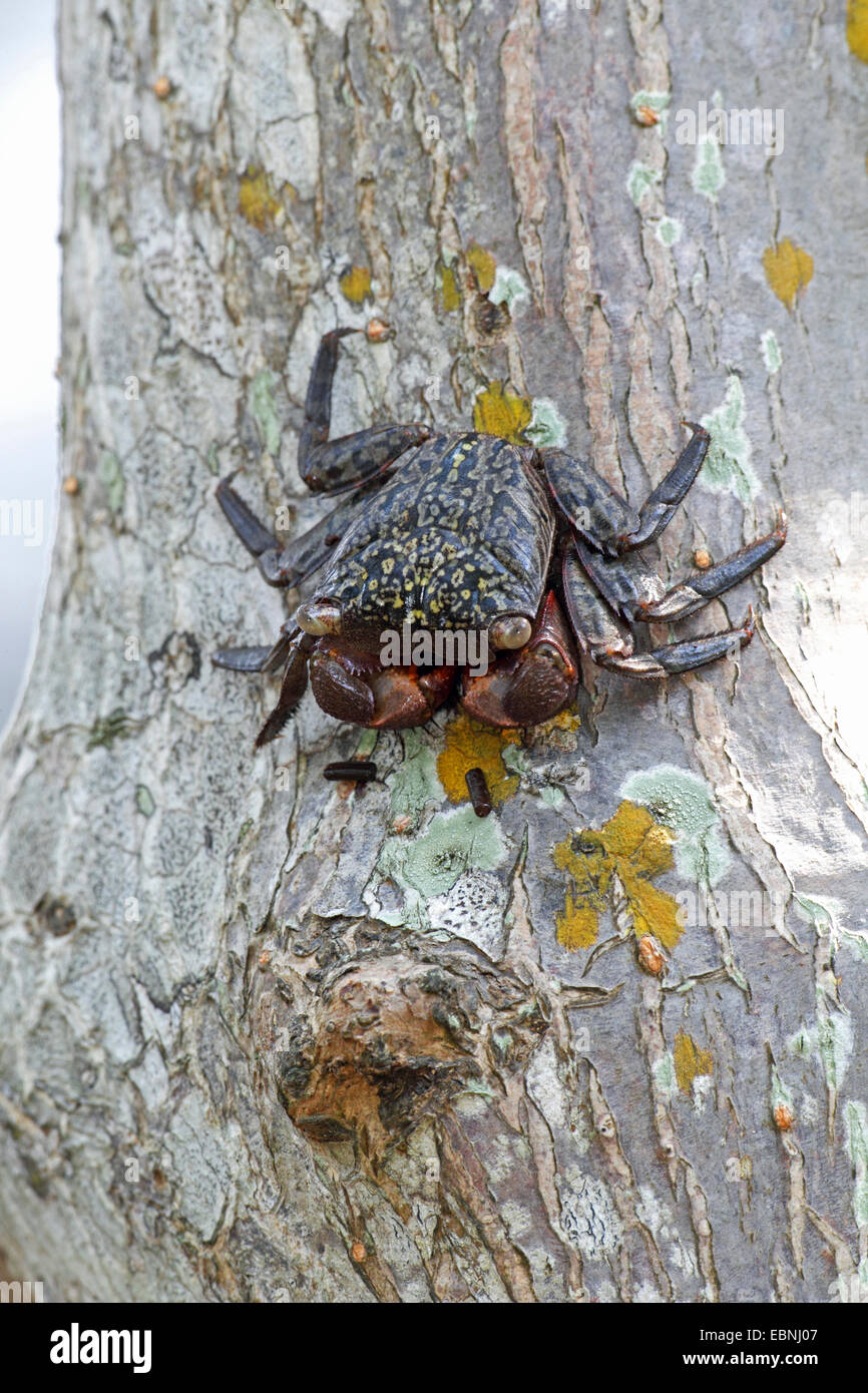 Mangroven-Baum-Krabbe (Aratus Pisonii), sitzt auf dem Stamm eines Baumes Mangrove, USA, Florida Stockfoto