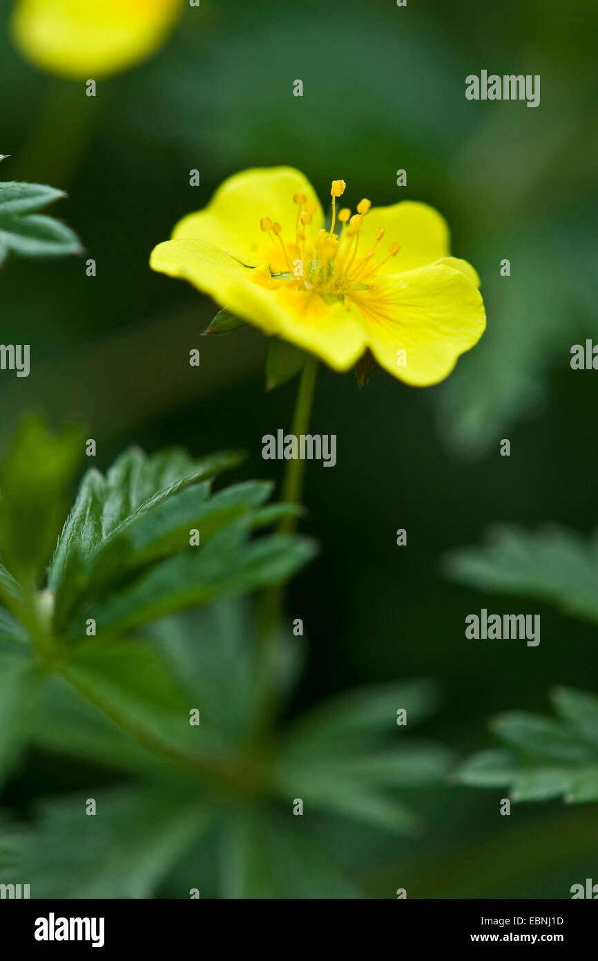 gemeinsamen Blutwurz (Potentilla Erecta), Blume, Deutschland Stockfoto