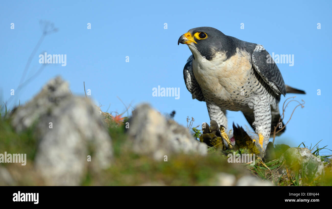 Wanderfalke (Falco Peregrinus), am Stecker Ort mit Beute; Grünspecht, Deutschland, Baden-Württemberg Stockfoto