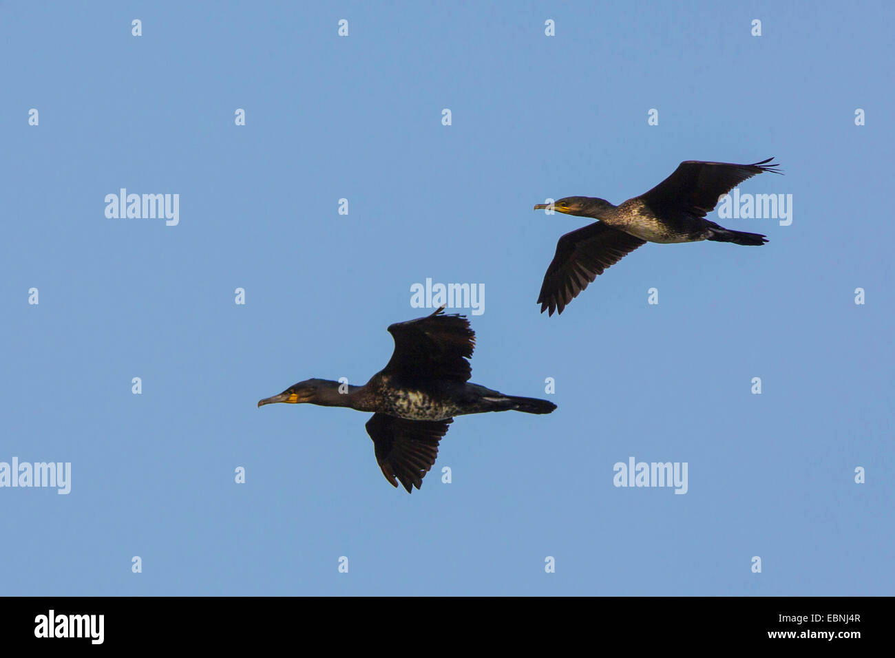 Kormoran (Phalacrocorax Carbo), fliegen, Deutschland, Bayern Stockfoto