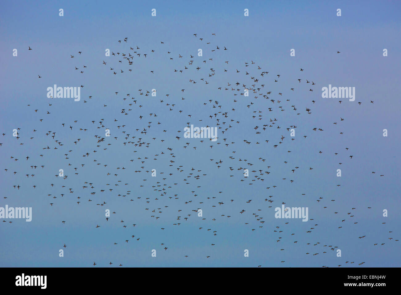 Reiherenten (Aythya Fuligula), großer Schwarm, Vogel Migration, Deutschland, Bayern Stockfoto