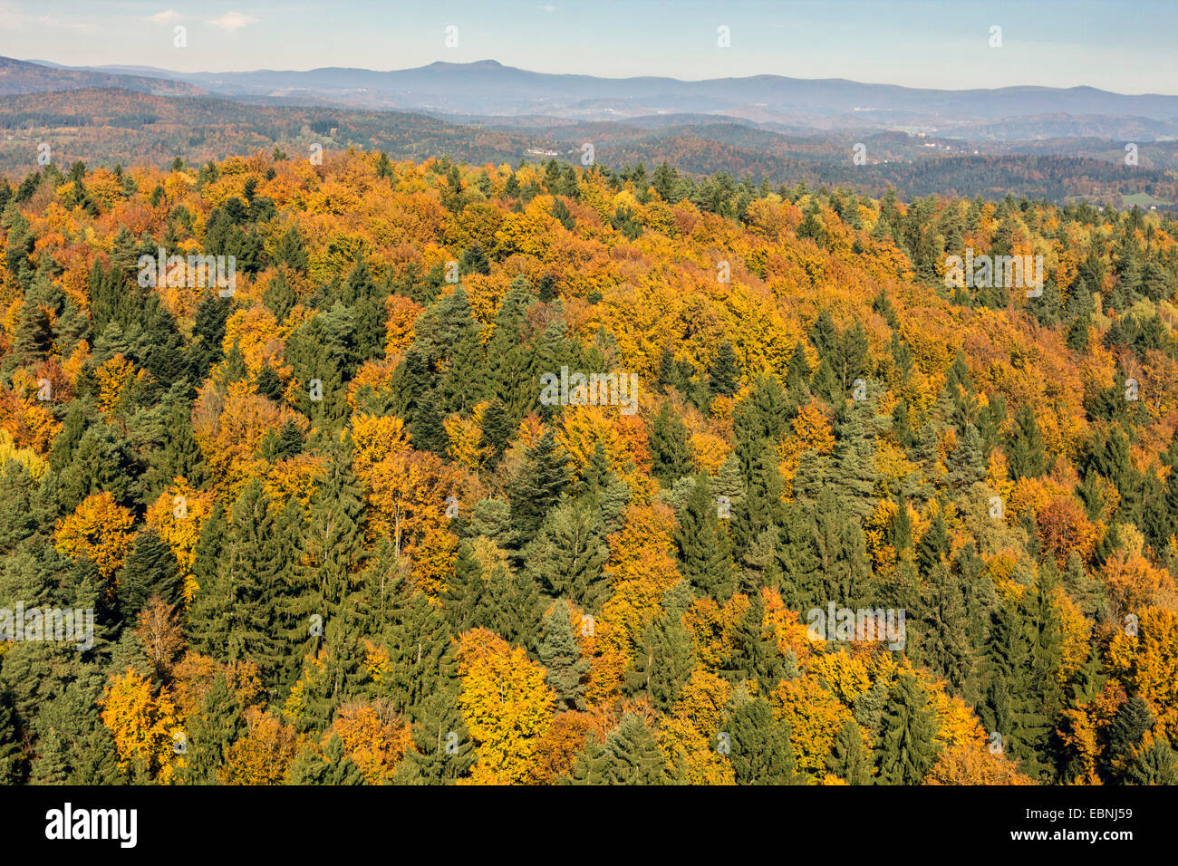 Luftbild, Fichte und Buche Wald im Herbst, Deutschland, Bayern, Nationalpark Bayerischer Wald Stockfoto