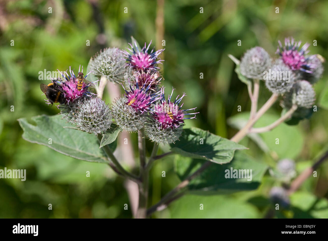 wollige Klette (Arctium Hornkraut), blüht mit Hummel und Schwebfliegen, Deutschland Stockfoto