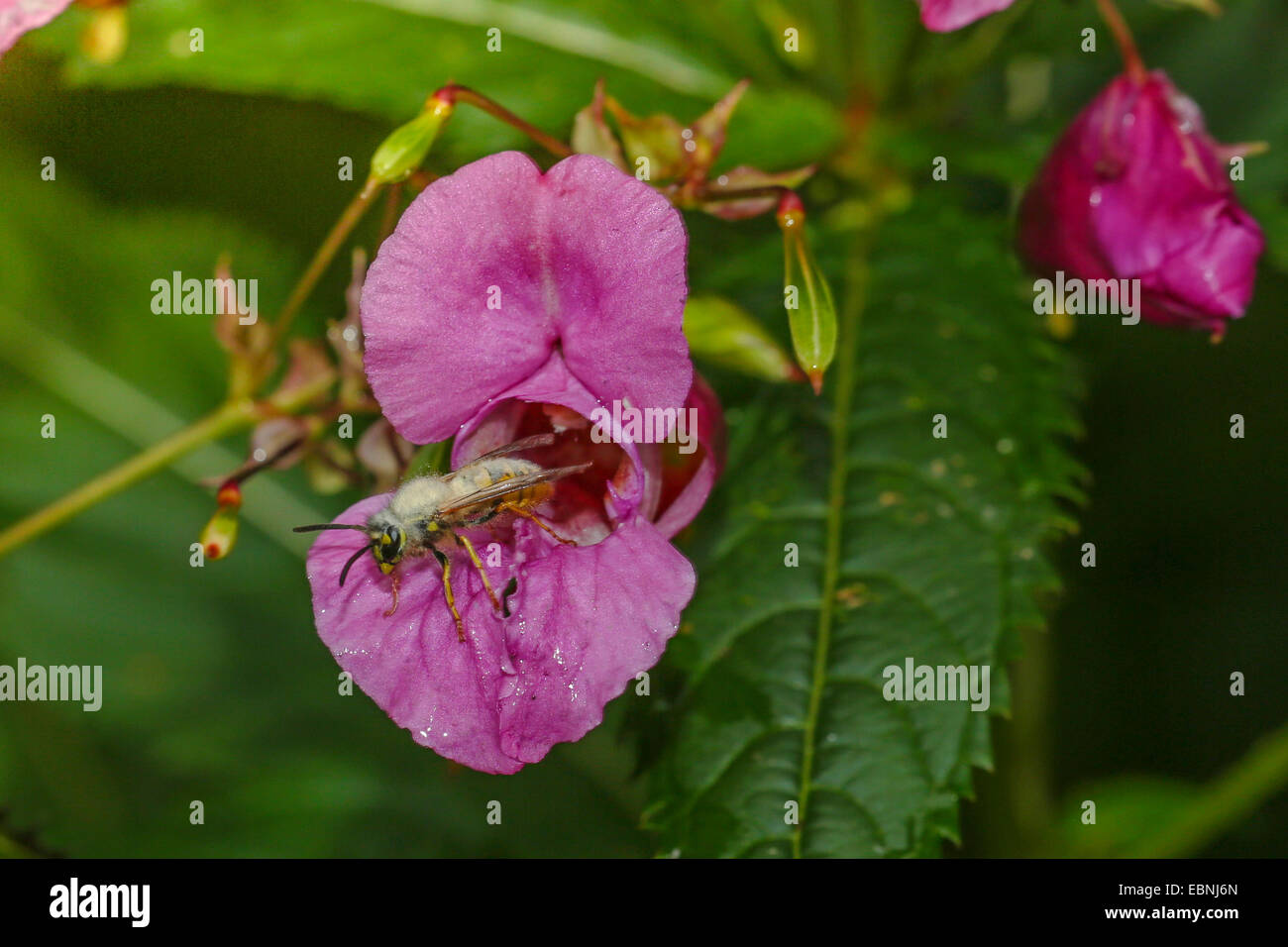 gemeinsamen Wespe (Vespula Vulgaris, Paravespula Vulgaris), infiziert mit Schimmel, saugt Nektar ein ein Röhricht-Blume, Deutschland, Bayern Stockfoto