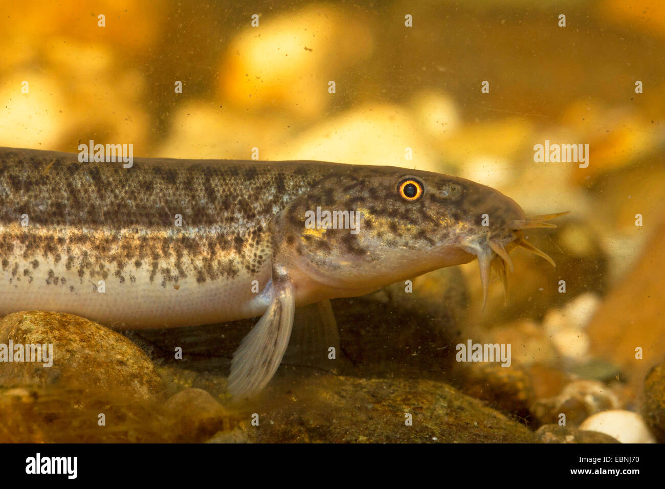 Japanisches Weatherfish (Misgurnus Anguillicaudatus), Weiblich, Porträt Stockfoto