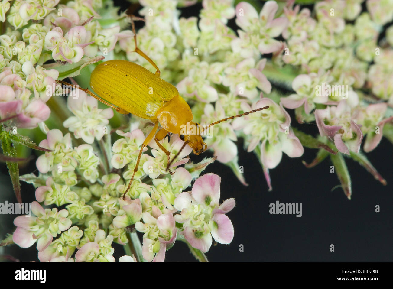 Schwefel-Käfer (Cteniopus Flavus), auf weißen Blüten, Deutschland Stockfoto