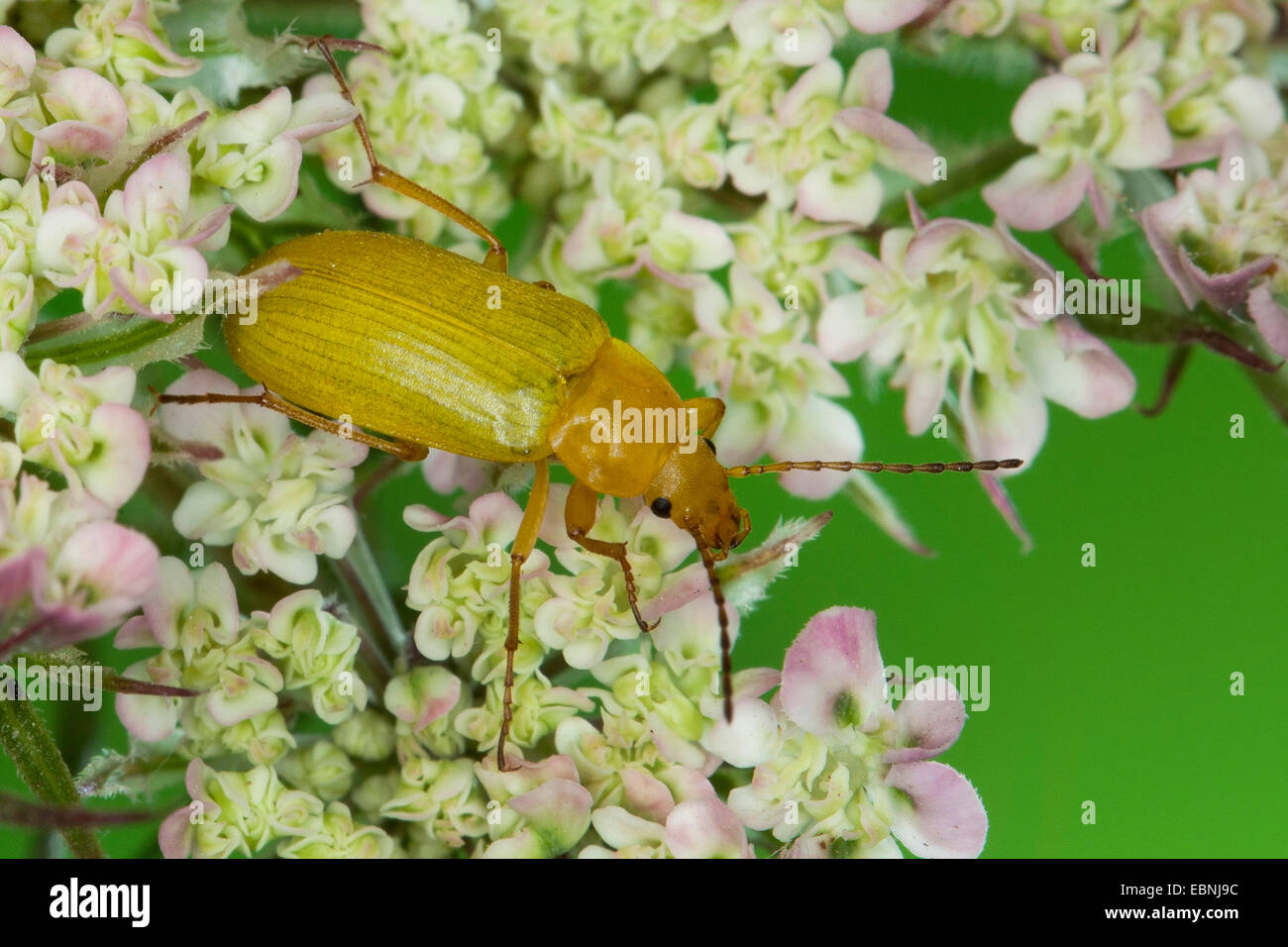 Schwefel-Käfer (Cteniopus Flavus), auf weißen Blüten, Deutschland Stockfoto