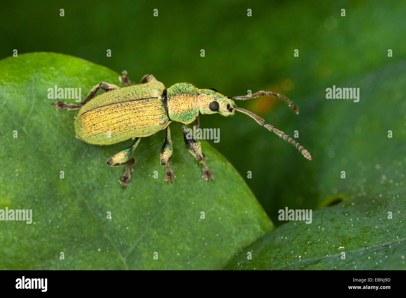 Phyllobius Rüsselkäfer, grüne Blattsilber Rüsselkäfer, Silber-grünen Blatt Rüsselkäfer (Phyllobius Argentatus, Dieletus Argentatus), auf einem Blatt, Deutschland Stockfoto