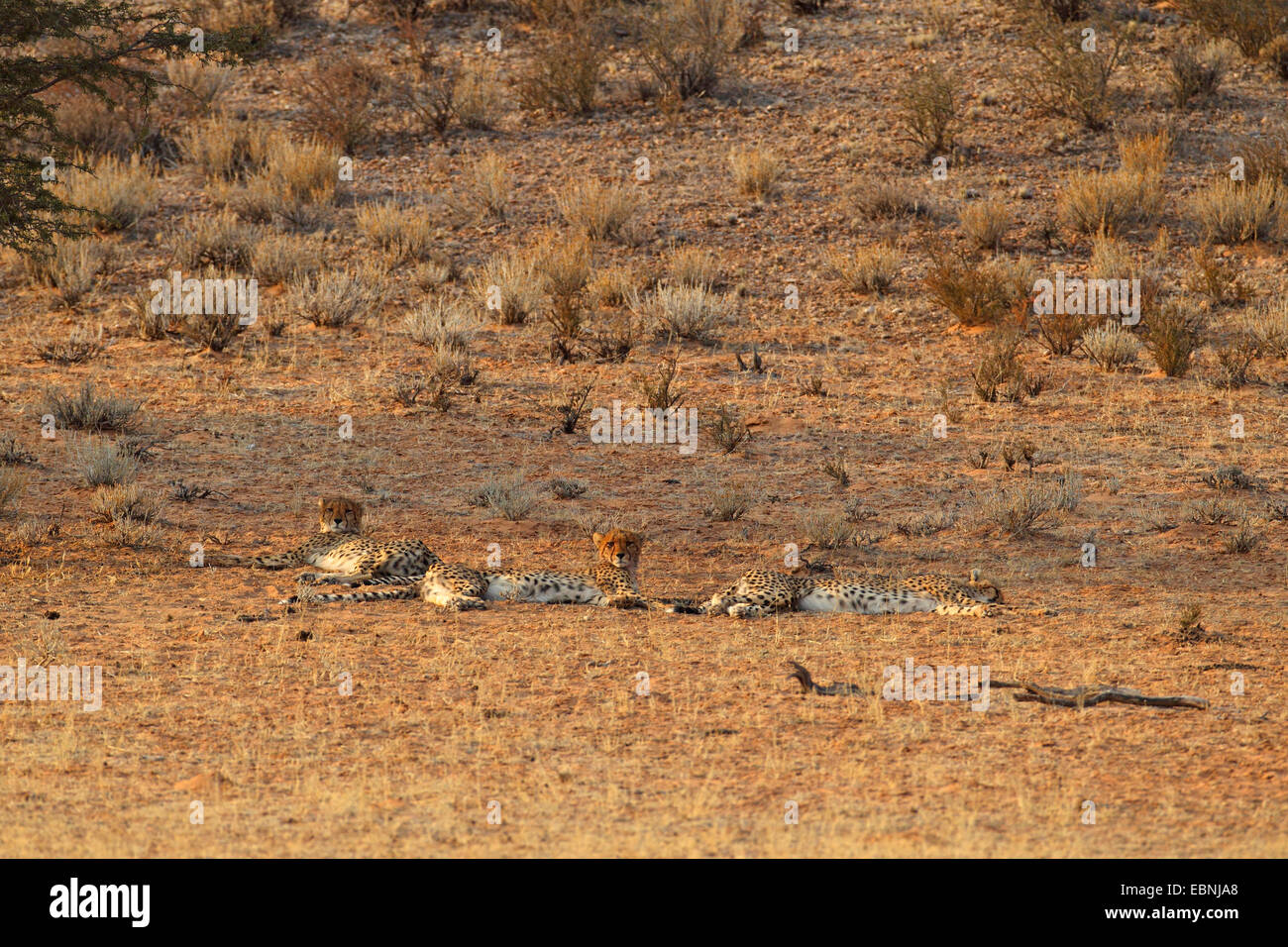 Gepard (Acinonyx Jubatus), Gruppe mit schlafen und wachen Geparden, Südafrika, Kgalagadi Transfrontier National Park Stockfoto