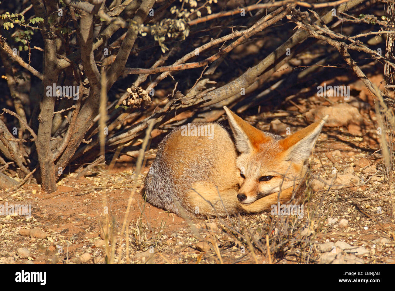 Cape Fox (Vulpes Chama), aufgerollter oben unter einem Strauch liegen und Sonnenbaden in der Morgen Sonne, Südafrika Kgalagadi Transfrontier National Park Stockfoto