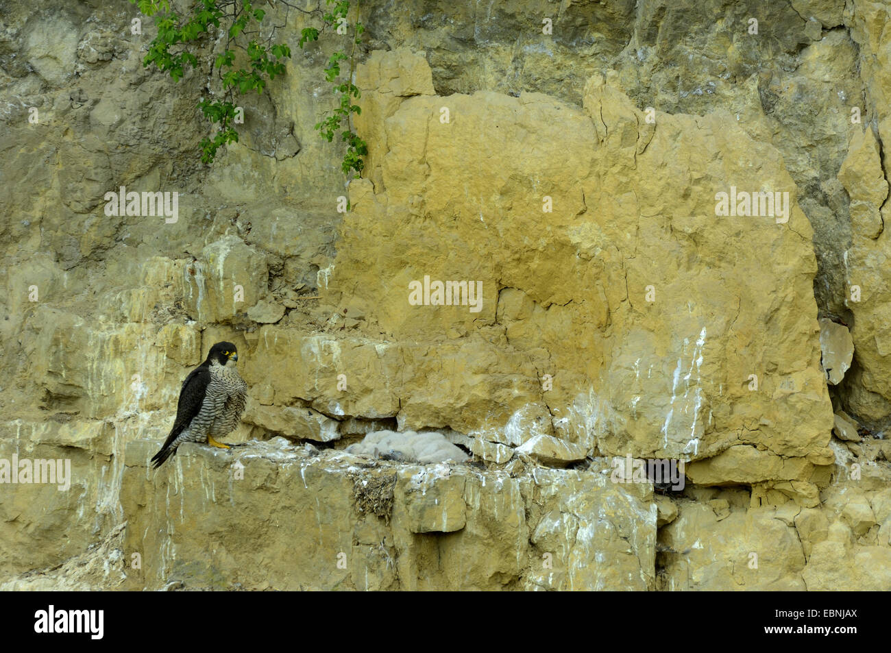 Wanderfalke (Falco Peregrinus), Weibchen mit Küken in der Klippe Adlerhorst, Deutschland, Baden-Württemberg Stockfoto