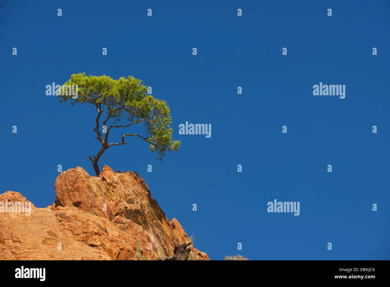 Esterel Küste, Cap Dramont, Süd-Ost von Saint-Raphaël, Frankreich, France Stockfoto