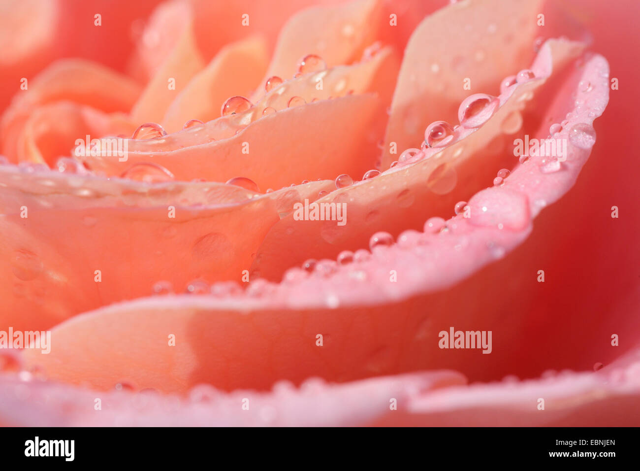 dekorative Rose (Rosa spec.), Lachs rosa Blüte Stockfoto