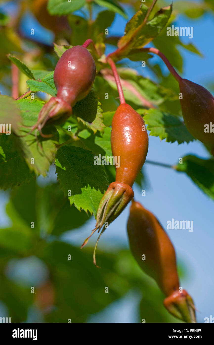 Berg-Rose (Rosa Pendulina), Früchte, Deutschland Stockfoto