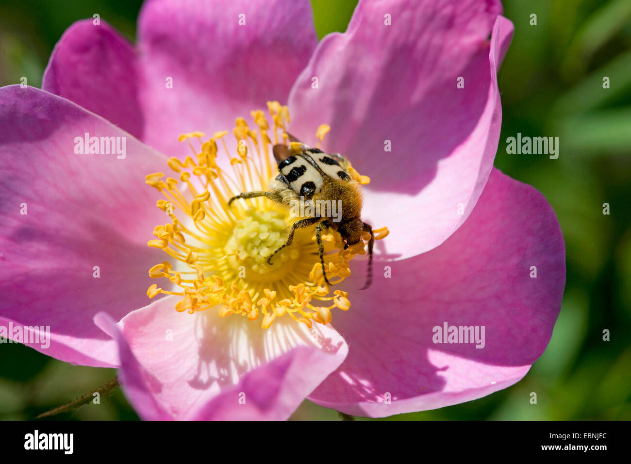 Biene Chafer, Biene Käfer (Trichius Fasciatus), auf Rosa Gallica, Deutschland Stockfoto