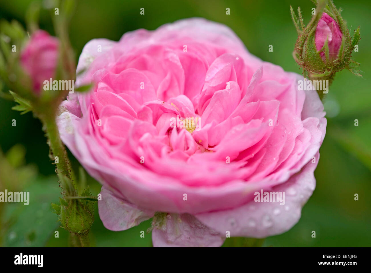 Kohl Rose, Provence Rose Rose de Mai (Rosa centifolia Rosa centifolia Î), Blume Stockfoto