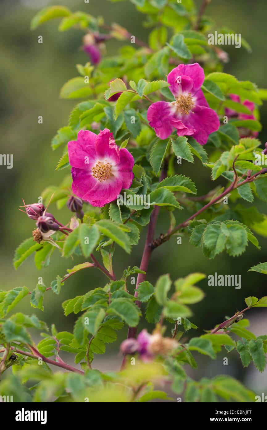 Berg-Rose (Rosa Pendulina), Blumen, Deutschland Stockfoto